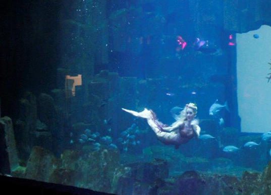 animation - sirène - animation événementielle - spectacle