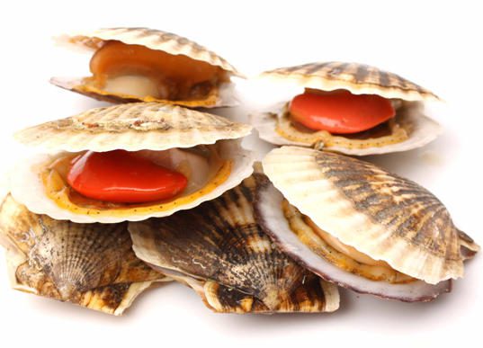 coquilles saint jacques - nos recettes